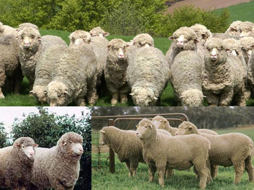 Bindung Sheep Pictures