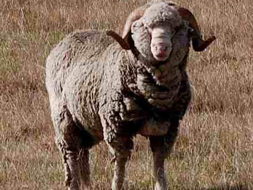 Booroola Merino כבש - גזעי כבשים