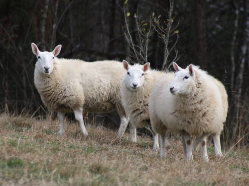 הגבול Cheviot  כבש - גזעי כבשים