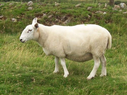 Border Cheviot Sheep Pictures