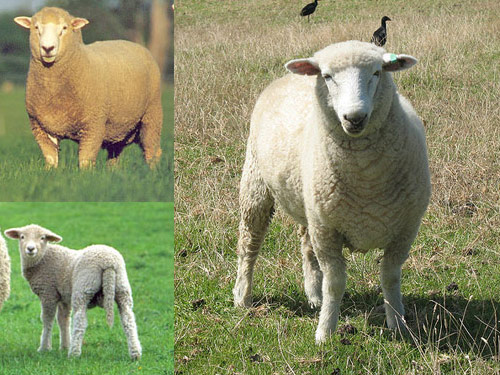 Borderdale  כבש - גזעי כבשים