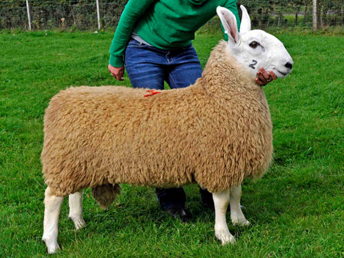 Border Leicester owca - Rasy owiec