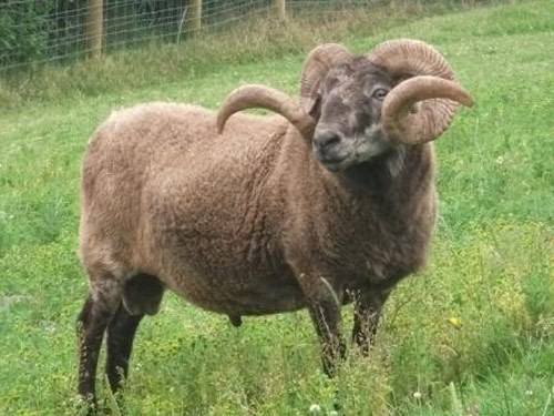 Boreray  Hausschaf - Rassen Sheep