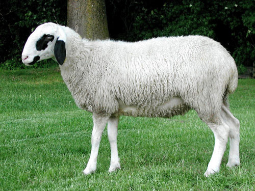 Brillenschaf כבש - גזעי כבשים