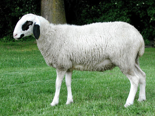 Brillenschaf  - RAM - EWES - LAMB