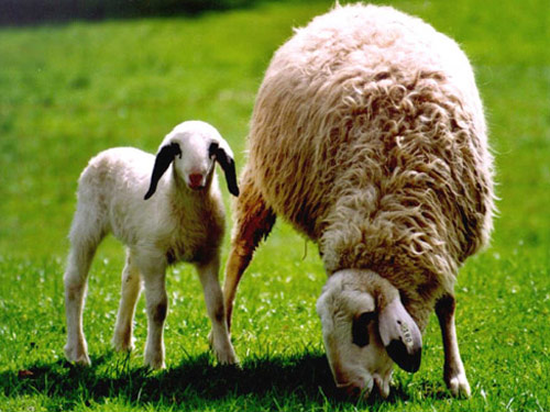 Brillenschaf  owca - Rasy owiec