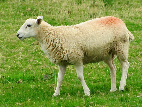 כבשי חלב בריטיים כבש - גזעי כבשים