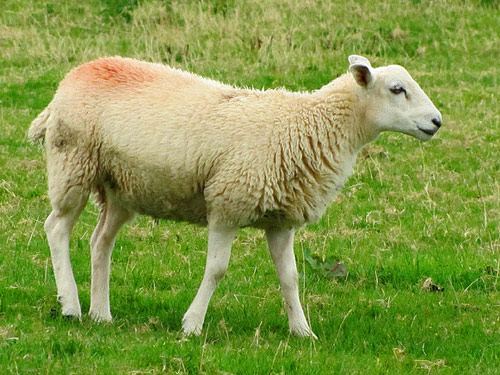 כבשי חלב בריטיים  כבש - גזעי כבשים