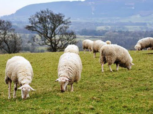 כבשי חלב בריטיים  כבש - גזעי כבשים