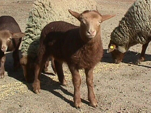 California Red Sheep Pictures