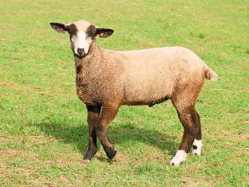 California Variegated Mutant owca - Rasy owiec
