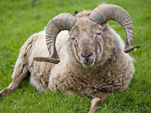 Castlemilk Morrit  כבש - גזעי כבשים