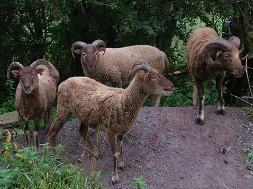 Castlemilk Morrit  כבש - גזעי כבשים