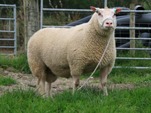 Charmoise Hill Hausschaf - Rassen Sheep