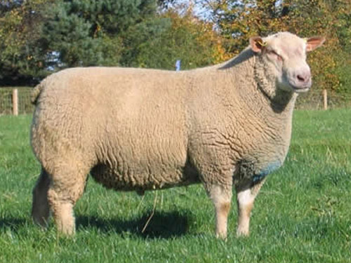 Charollais  Hausschaf - Rassen Sheep