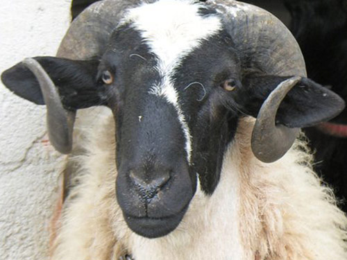 כיוס  כבש - גזעי כבשים