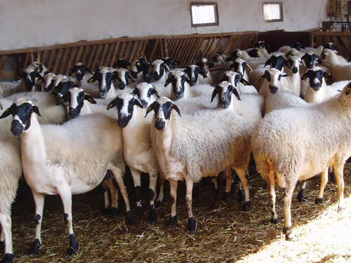 כיוס  כבש - גזעי כבשים