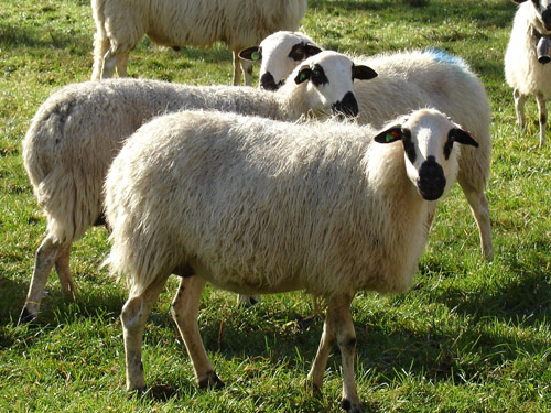 Churra כבש - גזעי כבשים