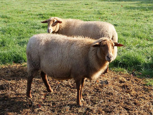 Coburg owca - Rasy owiec