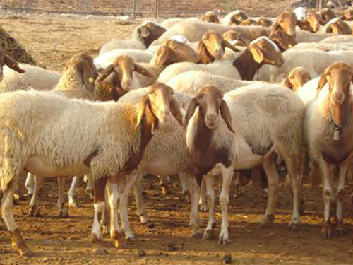 Comisana  ovca - Pasmina ovaca