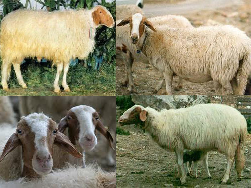 Comisana  ovca - Pasmina ovaca