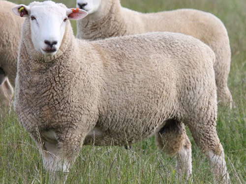 Coopworth Hausschaf - Rassen Sheep