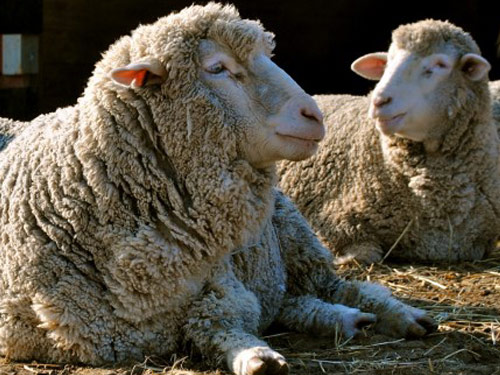Cormo  כבש - גזעי כבשים