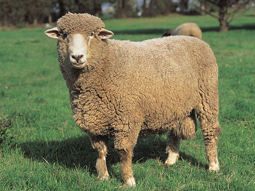 Corriedale כבש - גזעי כבשים
