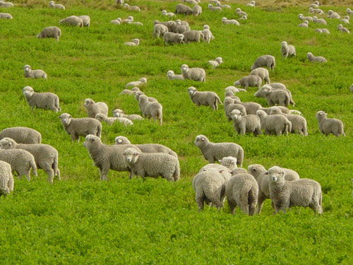 Corriedale  כבש - גזעי כבשים