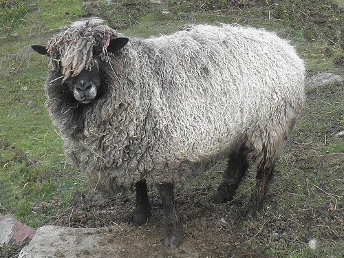 Cotswold owca - Rasy owiec