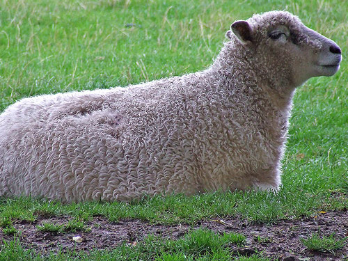 Cotswold  sheep