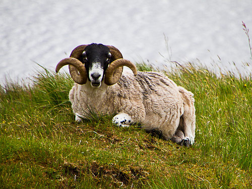 Dalesbred Hausschaf - Rassen Sheep