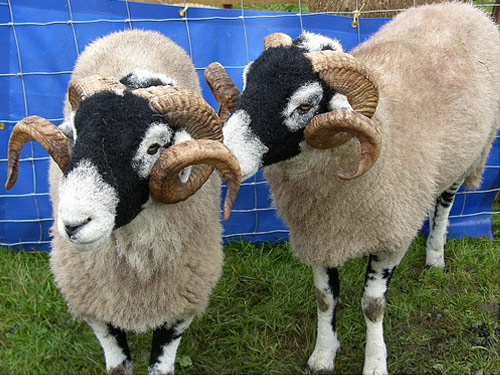 Dalesbred  Hausschaf - Rassen Sheep