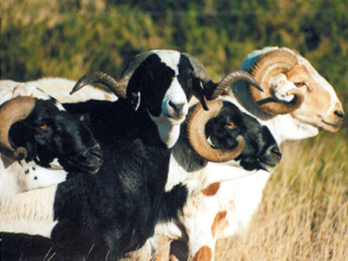 Damara  כבש - גזעי כבשים