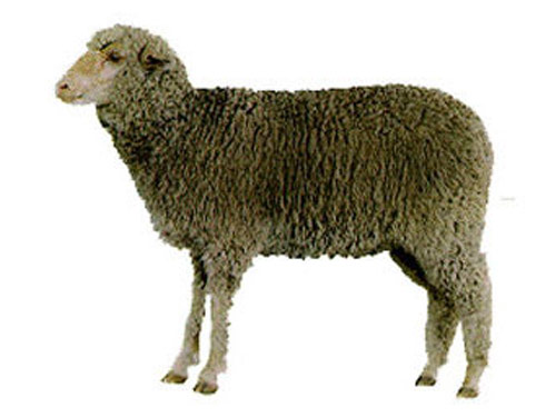 Debouillet  כבש - גזעי כבשים