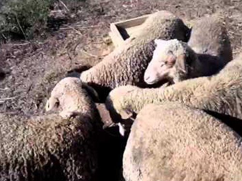 Delaine Merino  owca - Rasy owiec