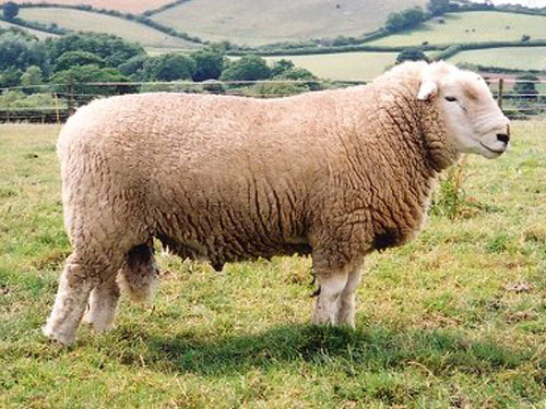 Devon Closewool owca - Rasy owiec
