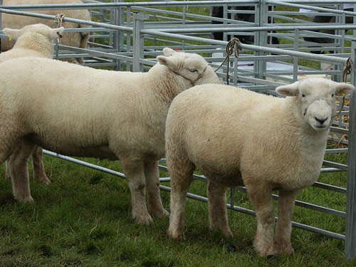 Devon Closewool  owca - Rasy owiec
