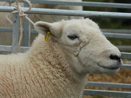 Devon Closewool  owca - Rasy owiec