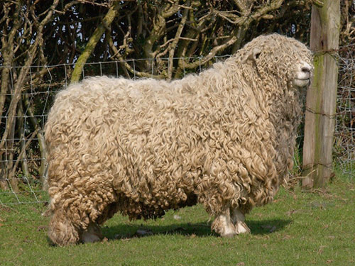 Devon i Cornwall Longwool owca - Rasy owiec