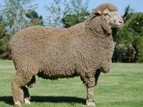 Dohne Merino כבש - גזעי כבשים