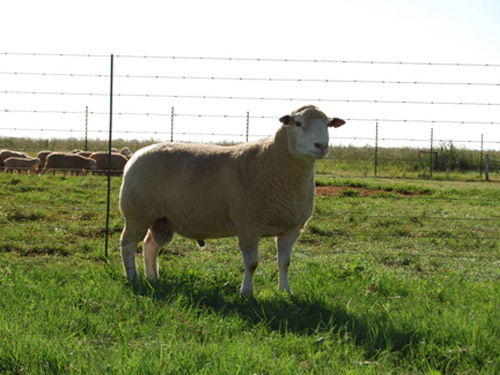 Dormer owca - Rasy owiec