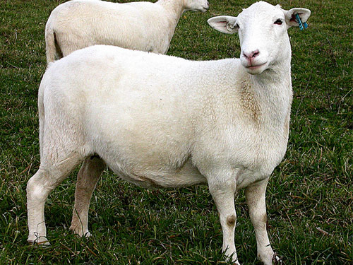 Dorper  owca - Rasy owiec