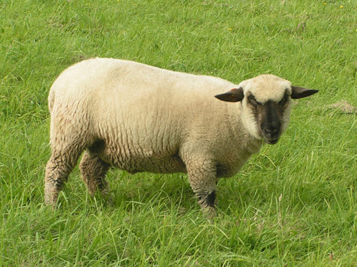 Dorset dół  owca - Rasy owiec