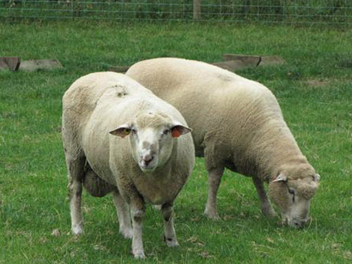 Dorset dół  owca - Rasy owiec