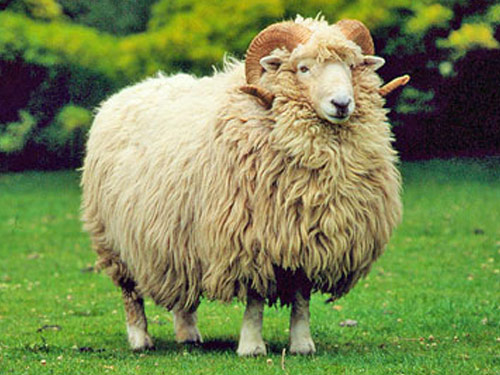 Drysdale  Sheep - lammas - Lambatõugude