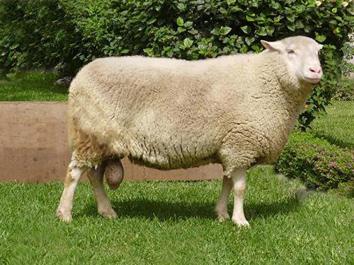Ostfriesischen Hausschaf - Rassen Sheep