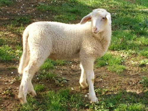 East Friesian  sheep