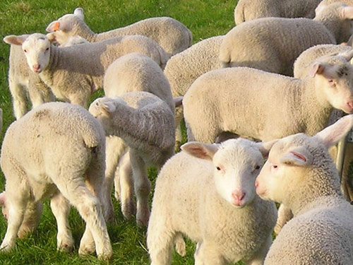 מזרח פר פריזי  כבש - גזעי כבשים