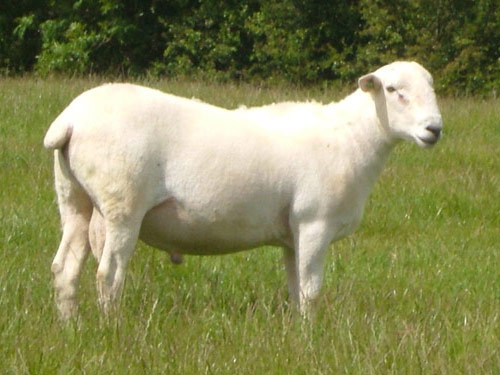 טיפול קל כבש - גזעי כבשים
